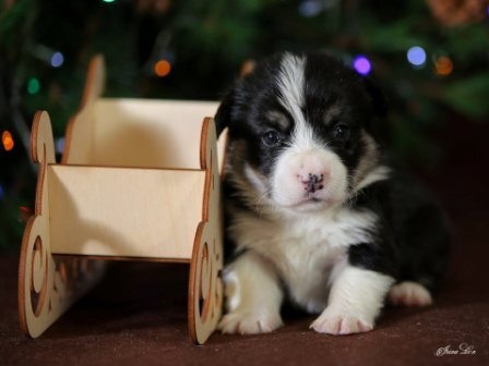 Щенки Вельш Корги Пемброк помета Ш - 1 2019 года.