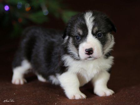 Щенки Вельш Корги Пемброк помета Ш - 2 2019 года.