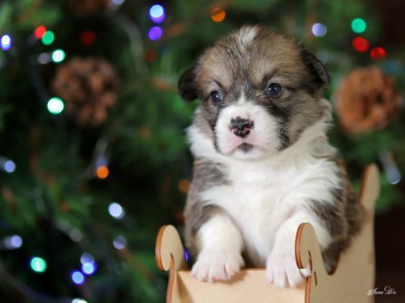 Щенки Вельш Корги Пемброк помета Ш - 3 2019 года.