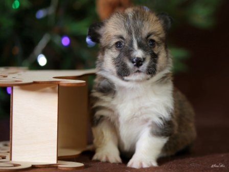 Щенки Вельш Корги Пемброк помета Ш - 4 2019 года.