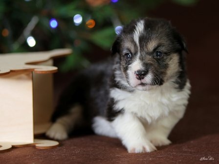 Щенки Вельш Корги Пемброк помета Ш - 5 2019 года.