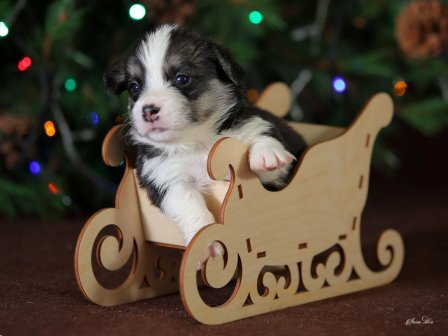 Щенки Вельш Корги Пемброк помета Ш - 6 2019 года.