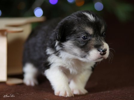 Щенки Вельш Корги Пемброк помета Ш - 7 2019 года.