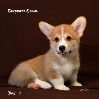 Щенки Вельш Корги Пемброк помета Ш-1 2021 года