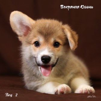 Щенки Вельш Корги Пемброк помета Ш-2 2021 года