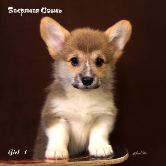 Щенки Вельш Корги Пемброк помета Ш-3 2021 года