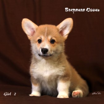 Щенки Вельш Корги Пемброк помета Ш-4 2021 года