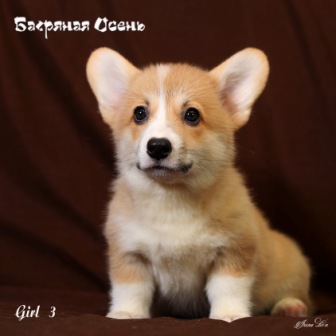 Щенки Вельш Корги Пемброк помета Ш-5 2021 года