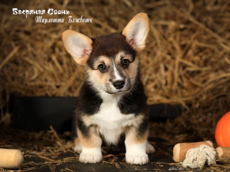 Щенки Вельш Корги Пемброк помета литер Ш 2022 года 1.