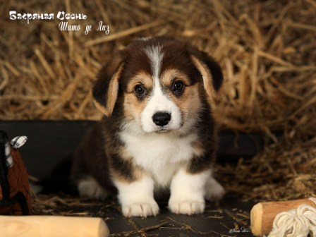 Щенки Вельш Корги Пемброк помета литер Ш 2022 года 2.