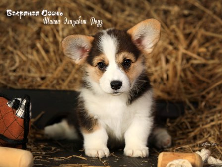 Щенки Вельш Корги Пемброк помета литер Ш 2022 года 3.