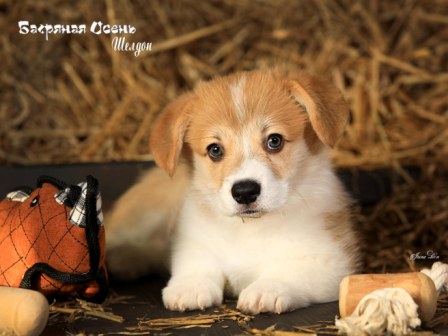 Щенки Вельш Корги Пемброк помета литер Ш 2022 года 4.