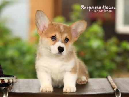 Купить щенка Вельш Корги Пемброк помета Ш-23 2023 года 1.