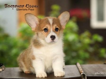 Купить щенка Вельш Корги Пемброк помета Ш-23 2023 года 2.