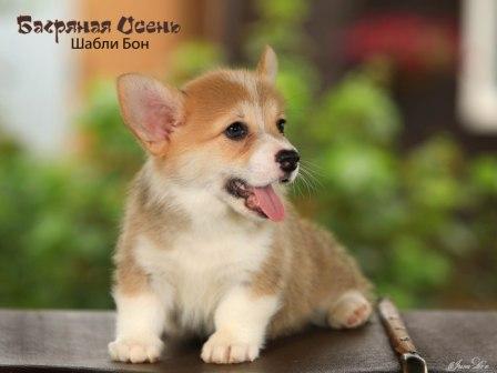 Купить щенка Вельш Корги Пемброк помета Ш-23 2023 года 3.