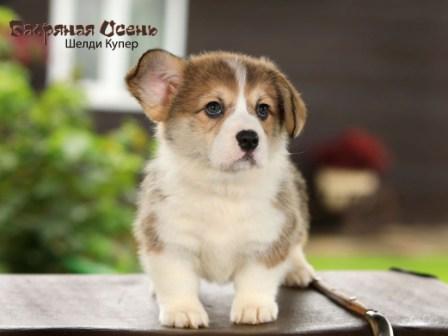 Купить щенка Вельш Корги Пемброк помета Ш-23 2023 года 4.