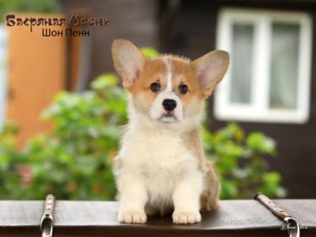 Купить щенка Вельш Корги Пемброк помета Ш-23 2023 года 5.