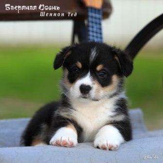 Щенки Вельш Корги Пемброк помета литер Ш 2025 года - Шенон Тэд