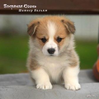 Щенки Вельш Корги Пемброк помета литер Ш 2025 года - Шотнер Вильям