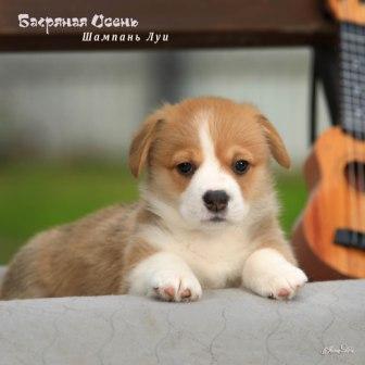 Щенки Вельш Корги Пемброк помета литер Ш 2025 года - Шампань Луи