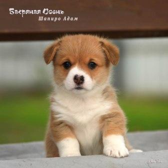 Щенки Вельш Корги Пемброк помета литер Ш 2025 года - Шапиро Адам