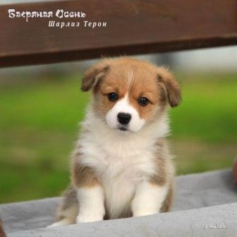 Щенки Вельш Корги Пемброк помета литер Ш 2025 года - Шарлиз Терон