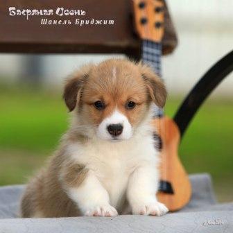 Щенки Вельш Корги Пемброк помета литер Ш 2025 года - Шанель Бриджит