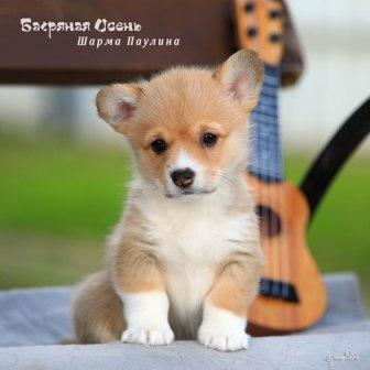 Щенки Вельш Корги Пемброк помета литер Ш 2025 года - Шарма Паулина