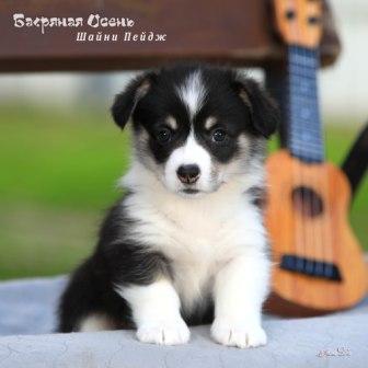 Щенки Вельш Корги Пемброк помета литер Ш 2025 года - Шайни Пейдж