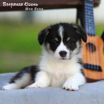 Щенки Вельш Корги Пемброк помета литер Ш 2025 года - Шон Пенн