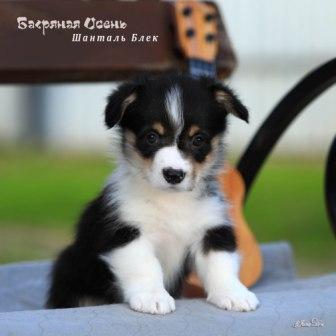 Щенки Вельш Корги Пемброк помета литер Ш 2025 года - Шанталь Блэк