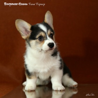 Щенки помета литер Т-1. Багряна яосень.