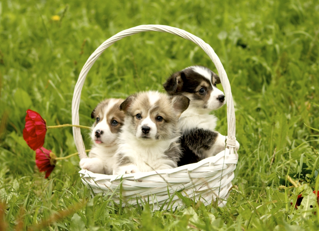 Презентация помета литер Т. Багряная осень.