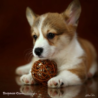 Щенки помета литер Т-4. Багряна яосень.