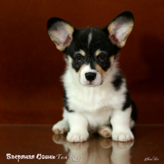 Щенки помета литер Т-5. Багряна яосень.