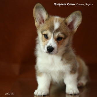 Щенки помета литер Т-6. Багряна яосень.