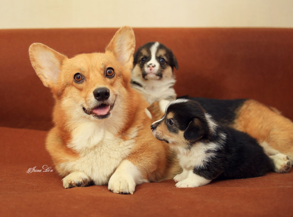 Презентация помета Т Вельш Корги Пемброк 2021 года