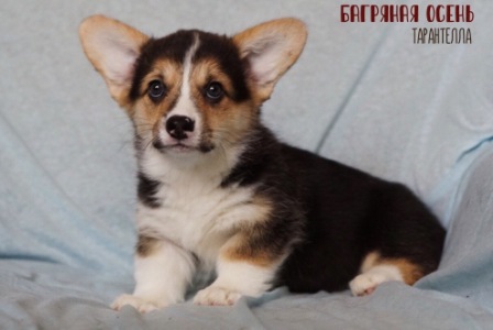 Щенки Вельш Корги Пемброк помета Т 2021 года 2.