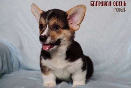 Щенки Вельш Корги Пемброк помета Т 2021 года 3.