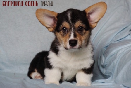 Щенки Вельш Корги Пемброк помета Т 2021 года 4.