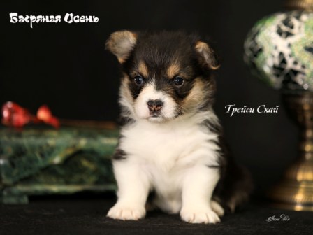 Щенки Вельш Корги Пемброк помета литер Т-1 2022 года