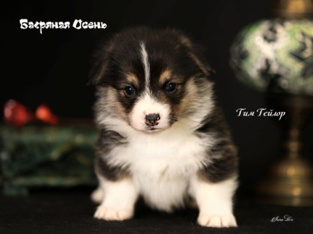 Щенки Вельш Корги Пемброк помета литер Т-2 2022 года