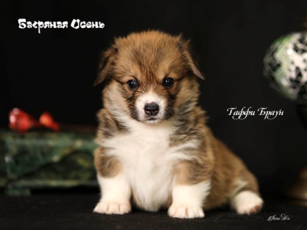 Щенки Вельш Корги Пемброк помета литер Т-4 2022 года