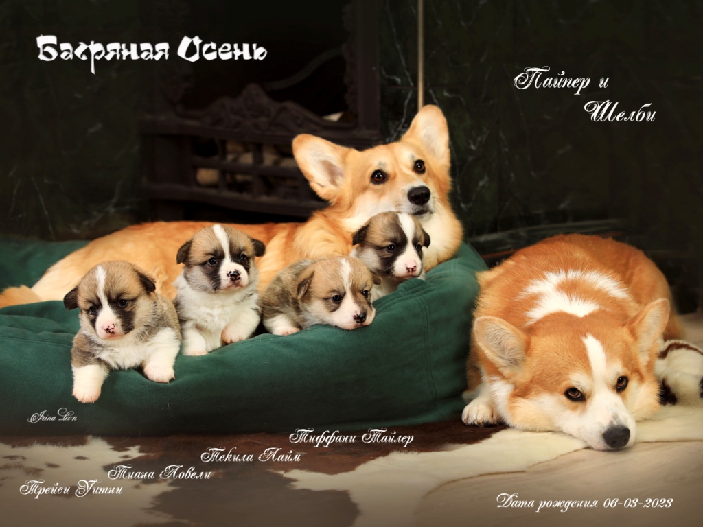 Презентация помета Вельш Корги Пемброк литеры Т-23 2023 года