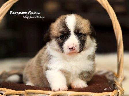 Щенки Вельш Корги Пемброк 2023 года помета Т-23 1.