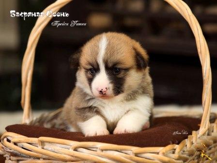 Щенки Вельш Корги Пемброк 2023 года помета Т-23 2.