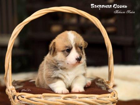 Щенки Вельш Корги Пемброк 2023 года помета Т-23 4.