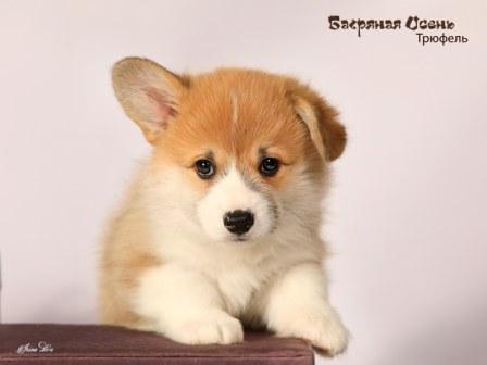 Щенки Вельш Корги Пемброк 2024 года помета литер Т-1