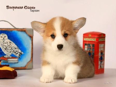 Щенки Вельш Корги Пемброк 2024 года помета литер Т-2