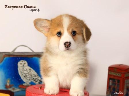 Щенки Вельш Корги Пемброк 2024 года помета литер Т-3